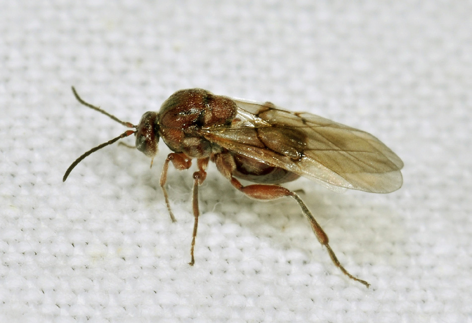 Minuscolo imenottero:  fam.  Cynipidae